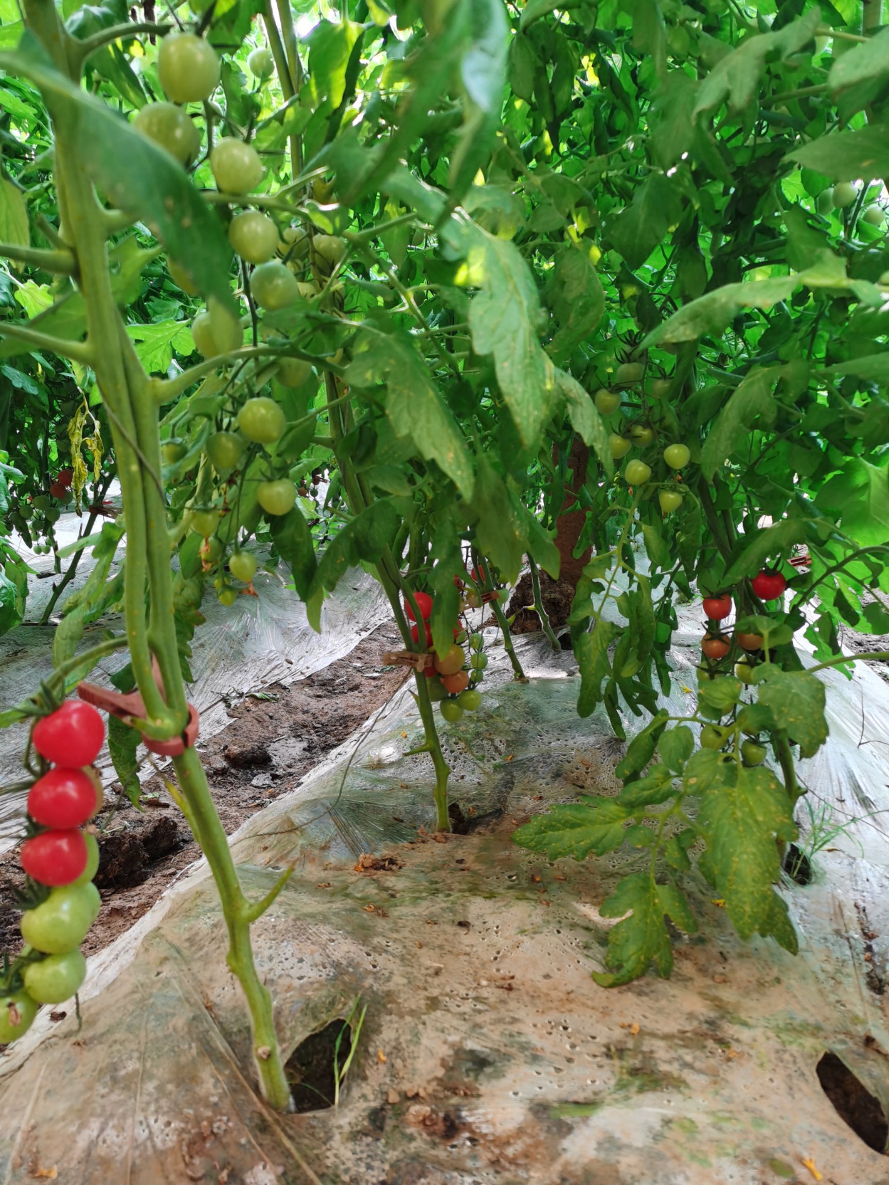 泾阳通盛园种植专业合作社,粉贝贝圣女果大量上市,欢迎订购