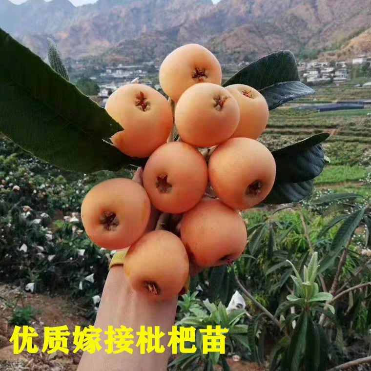 大五星枇杷苗 无核砂糖枇杷,明年结果苗