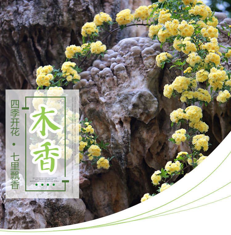 [木香花批发] 甜蜜红木香花苗爬藤植物白黄木香花苗
