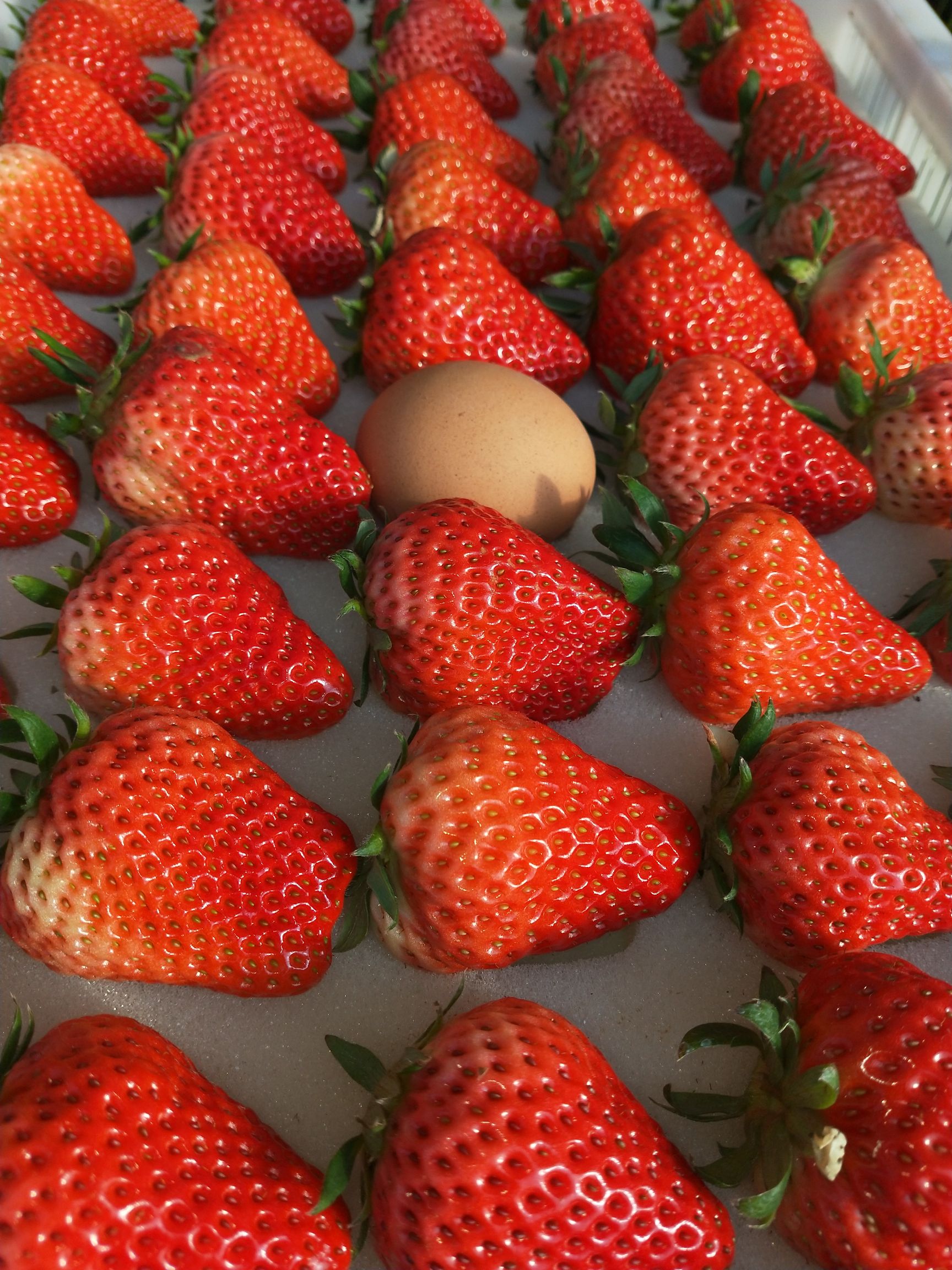 红颜草莓正宗丹东九九草莓孕妇小孩老人可吃包邮