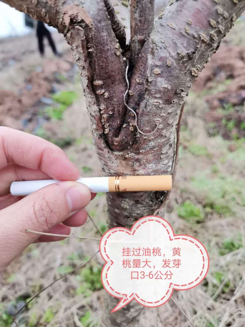 黄桃树苗 大量桃树,银杏树,李子树,核桃树.