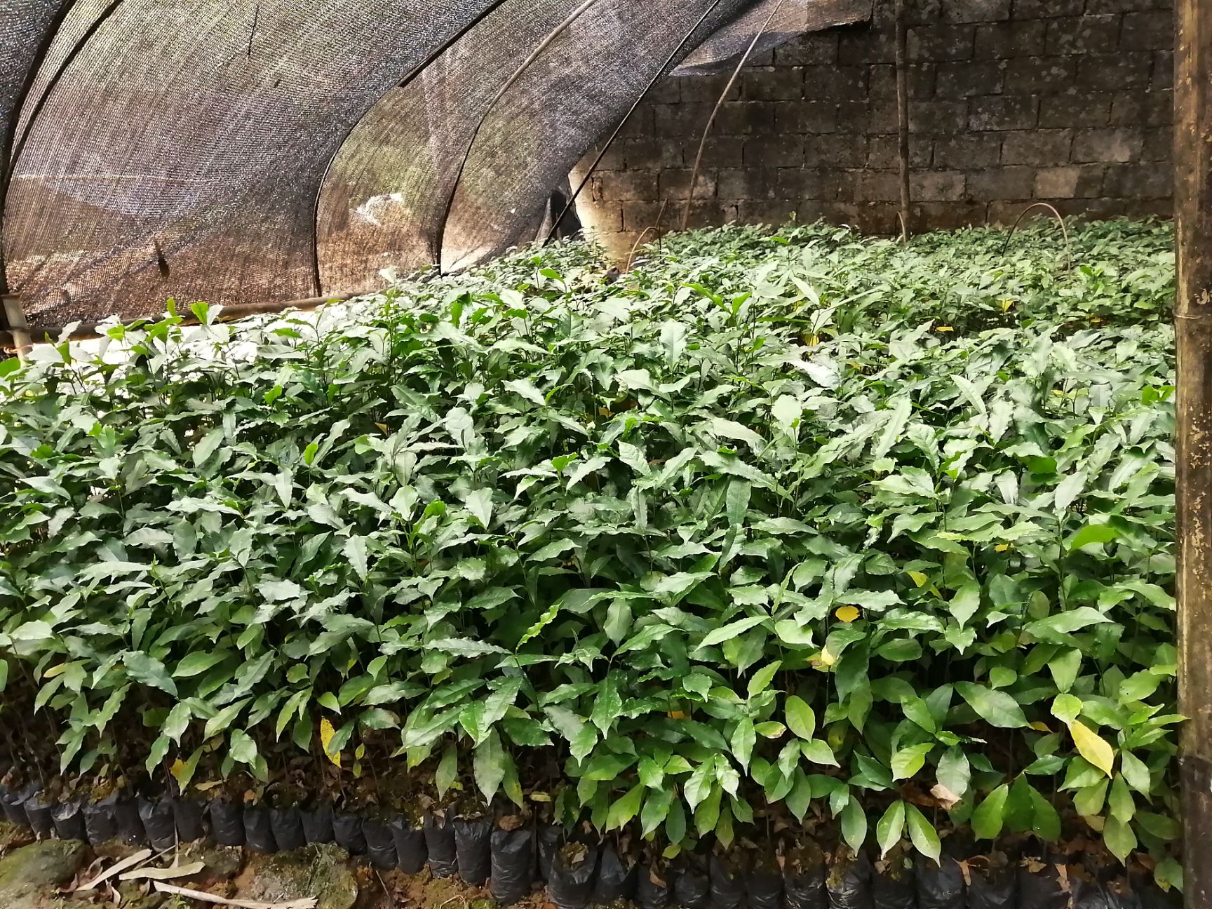 牛奶树根 供应白花牛奶苗