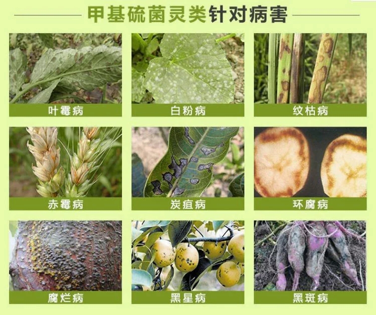 甲基硫菌灵果树多肉轮纹病煤烟病黑腐病褐斑炭疽病农药杀菌剂