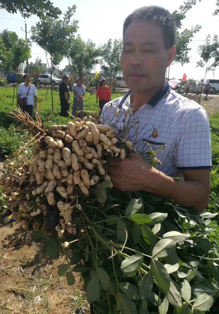 河南民权县益花1号花生种子 双国审 800-1200斤