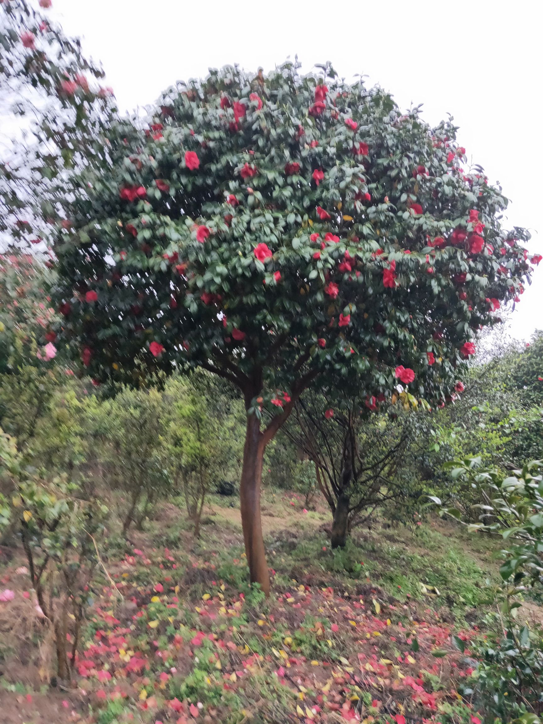 茶花树 140cm以上