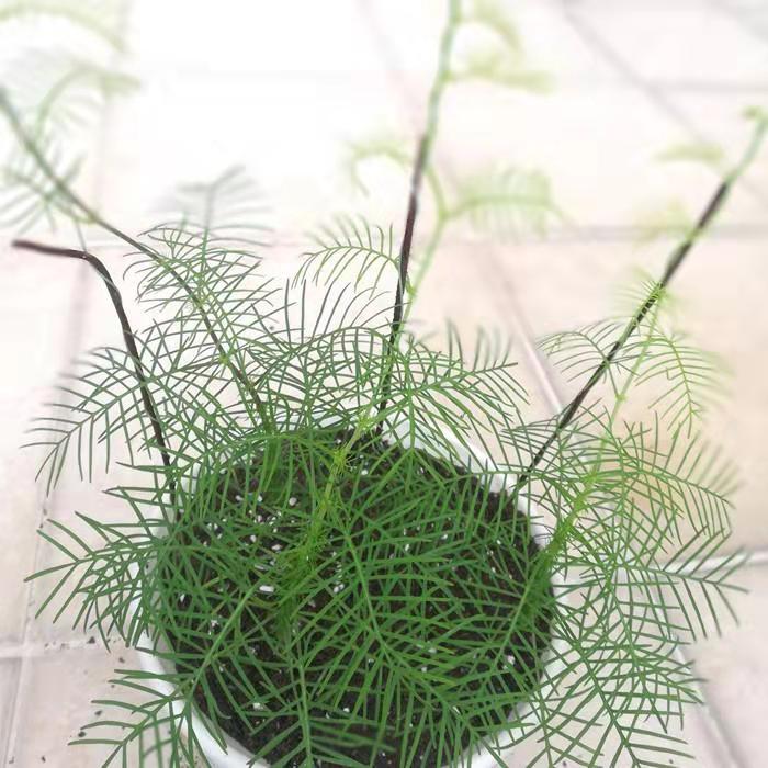 羽叶莺萝种子 羽叶茑萝花种子五角星花种籽子茑萝松种子爬藤苗阳台