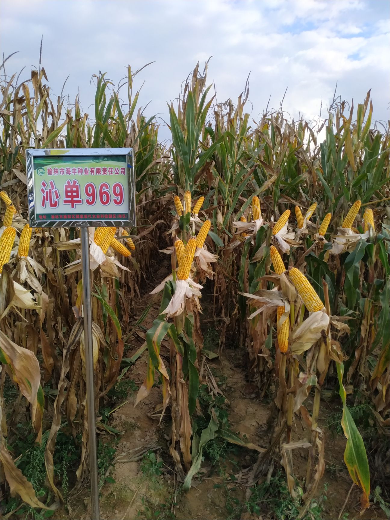 玉米种子 经销适宜在陕,宁,蒙,冀,皖,豫等地春播,夏播的玉米良种