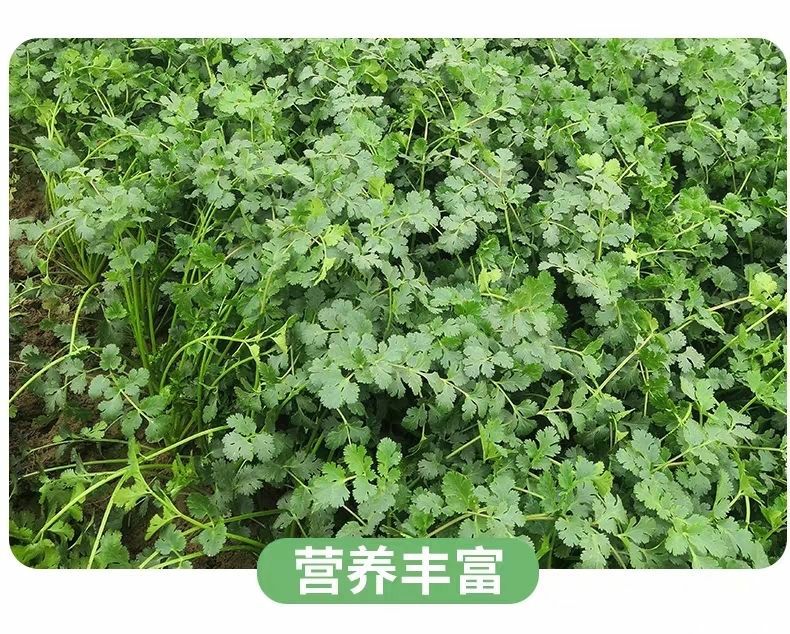 [小芫荽批发] 农家自种带根新鲜香菜鲜蔬菜叶菜芫荽菜