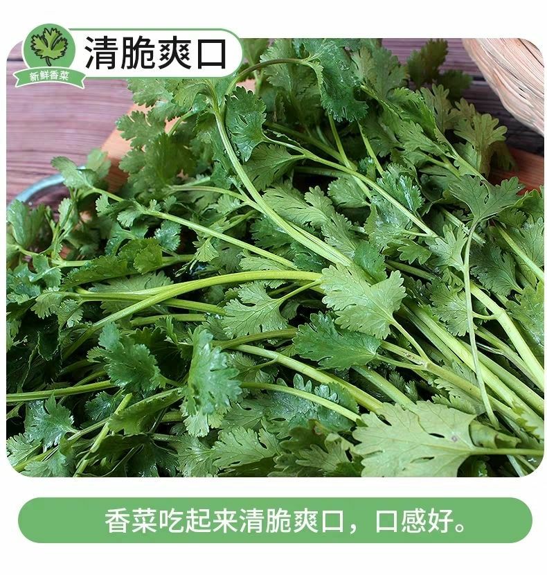 农家自种带根新鲜香菜鲜蔬菜叶菜芫荽火锅菜土香菜5斤包邮