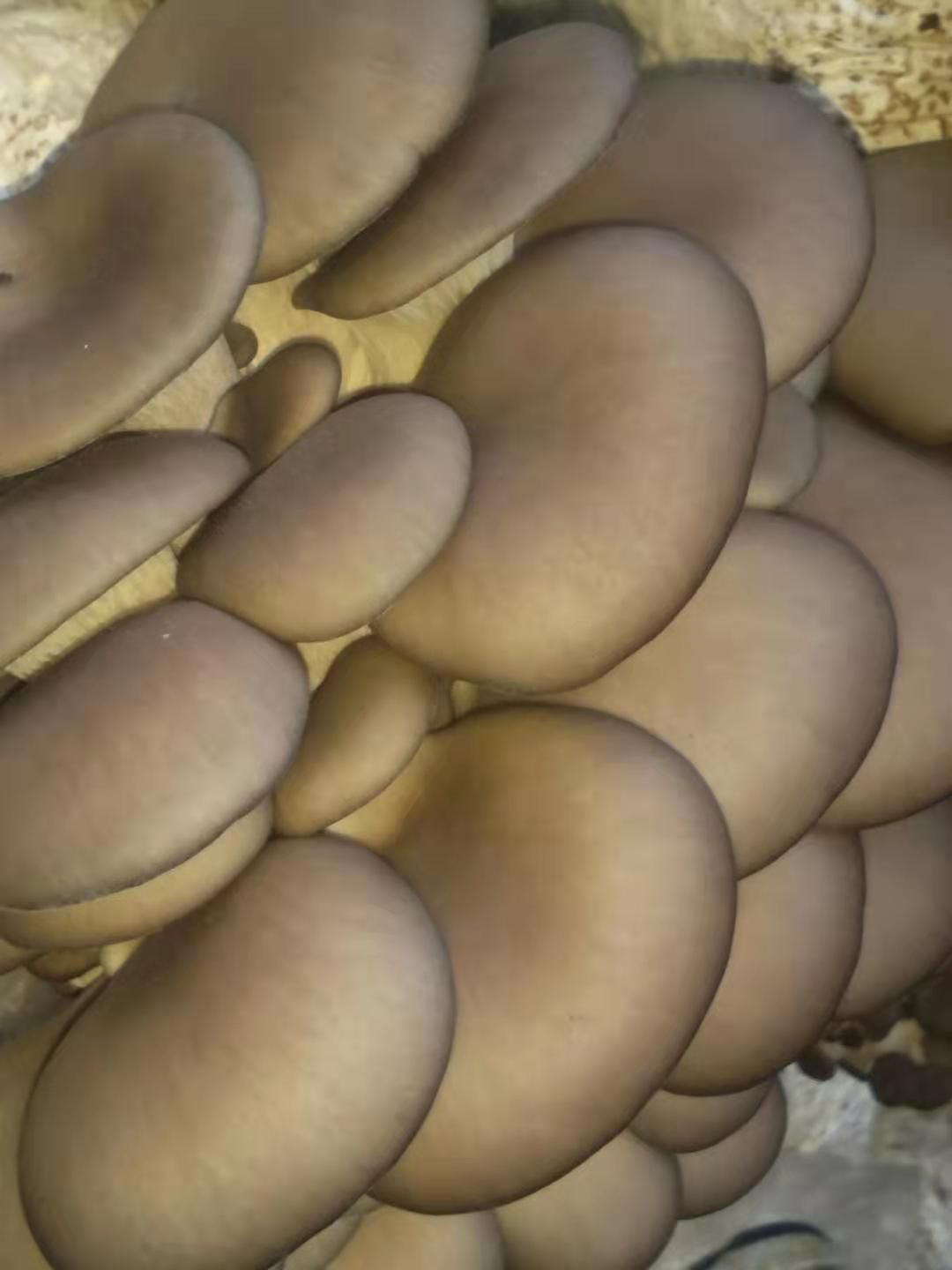平菇菌种 特抗650广温品种