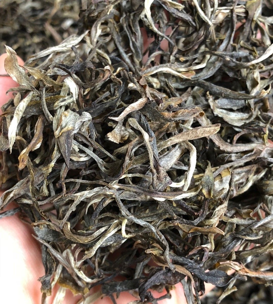 2019年头春普洱茶生茶～布朗山大树散茶