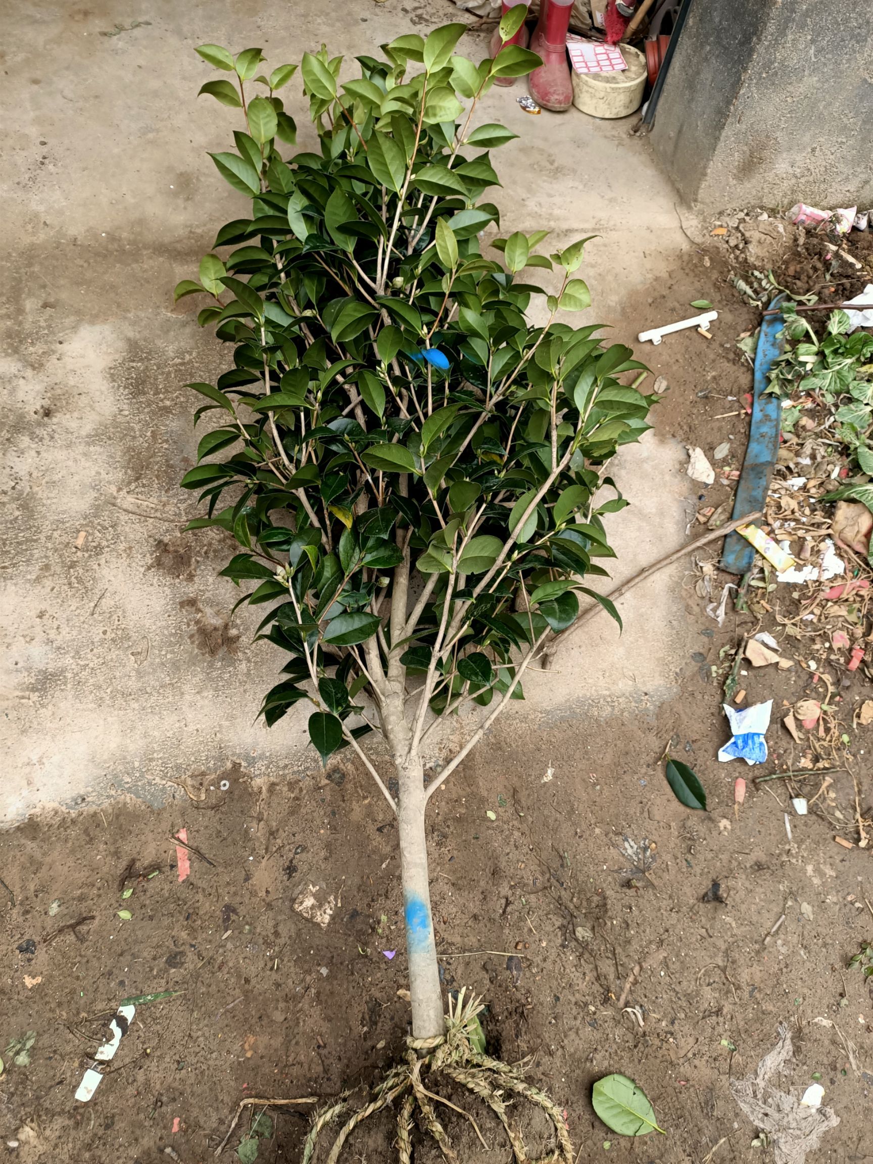 庭院耐寒花卉植物大型山茶花树苗四季常青耐冬耐冻茶花树苗绿植