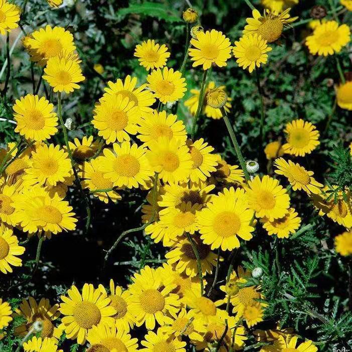 名贵菊花种子 杭白菊 洋甘菊花籽 春白菊种子 春黄菊种子