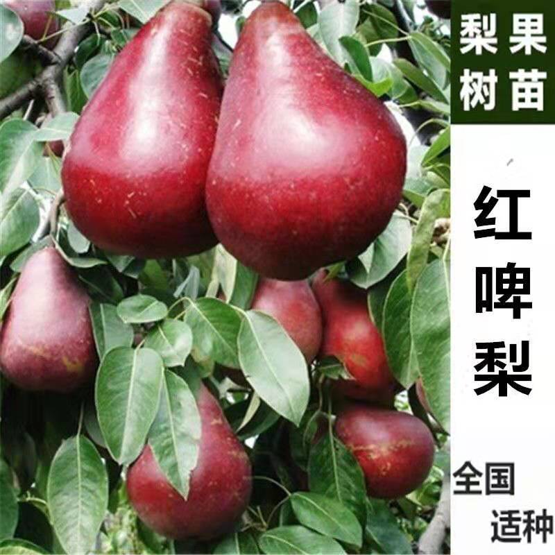 山东临沂平邑县 红啤梨树苗,包活,包品种,包邮,包活.