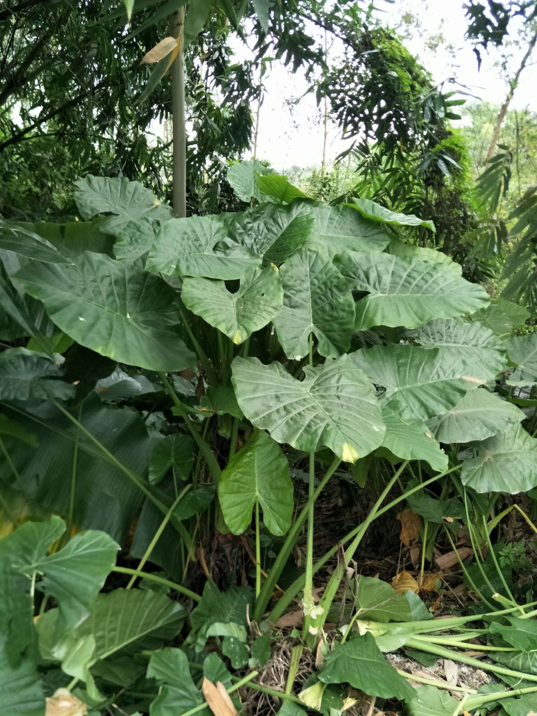 滴水观音种芋 专业批发滴水观音海芋千手观音室内阴生植物水培