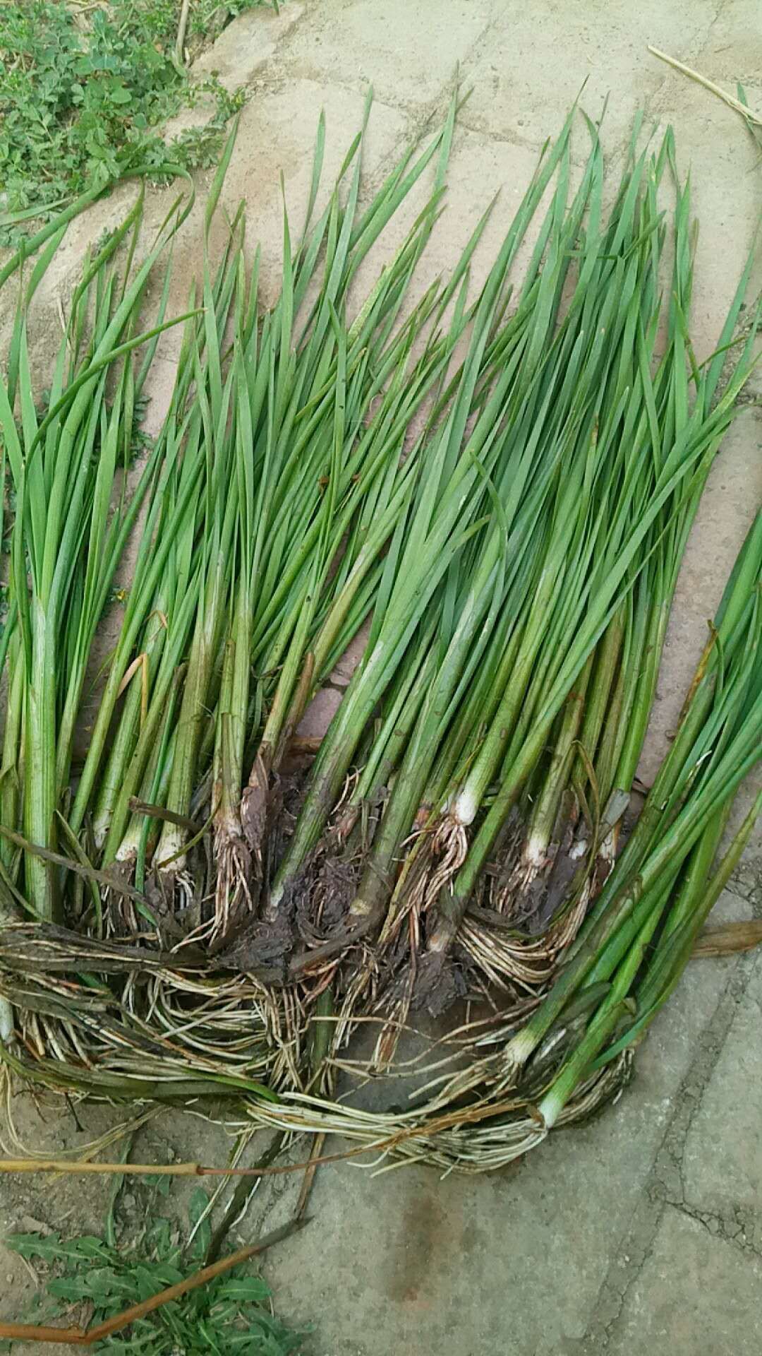 小香蒲 香蒲