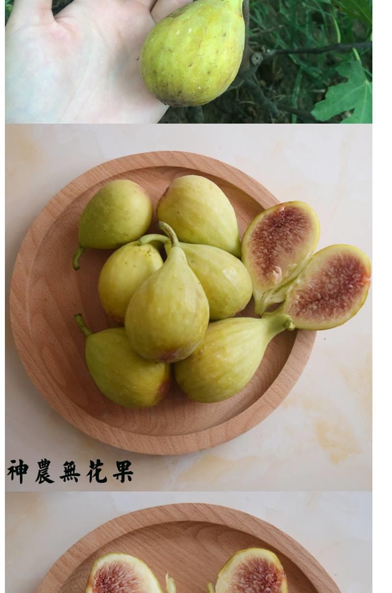 芭劳奈无花果苗 八月初成熟,单果重95克,甜度高,亩产量大.价格优惠