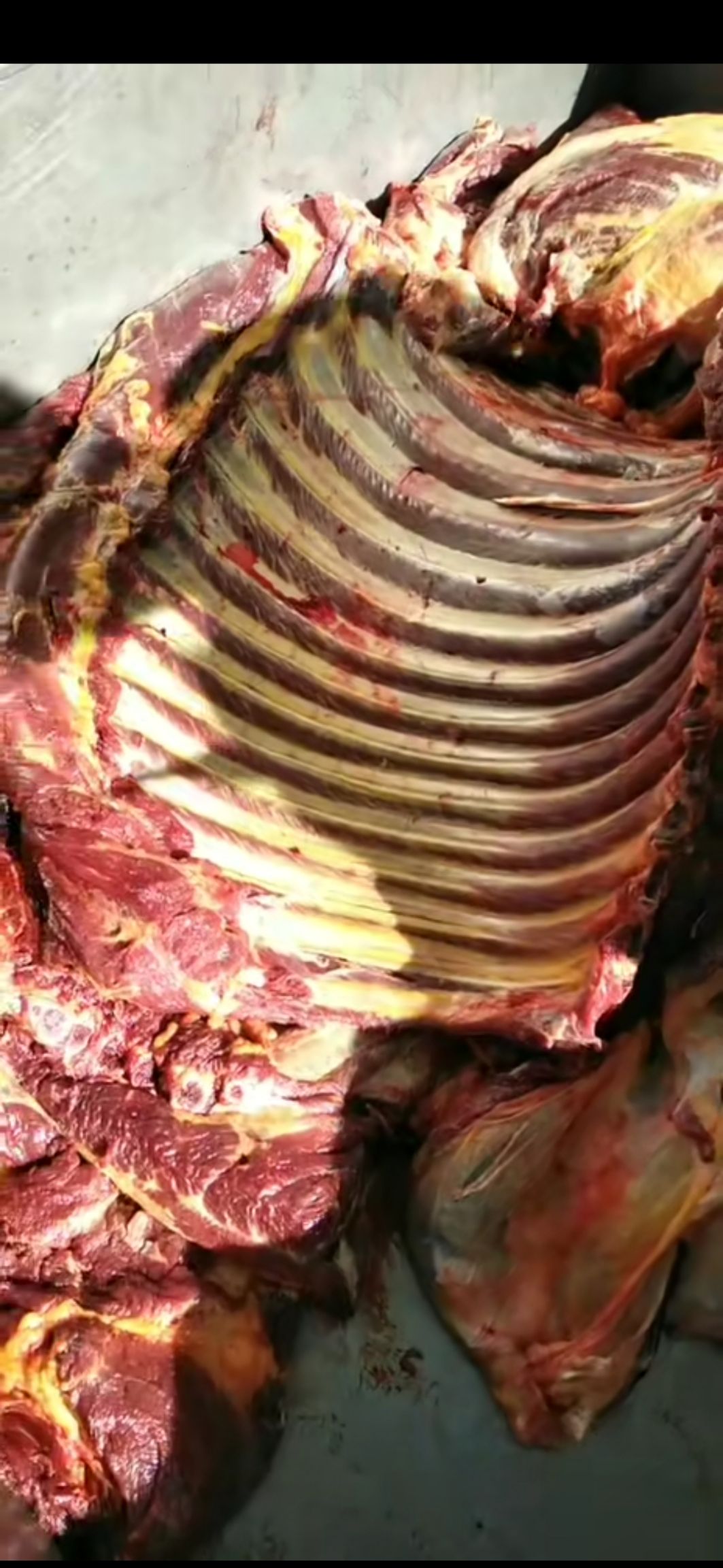 马肉 现杀带皮带骨马肋排