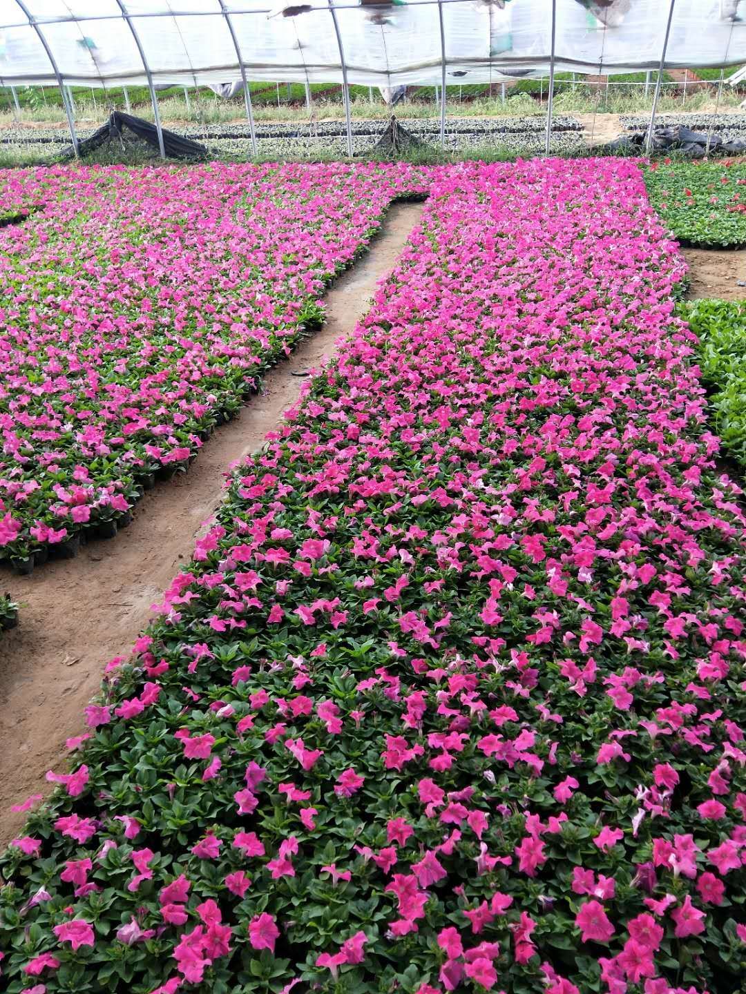 沐晨花卉种植基地,大量牵牛花上市