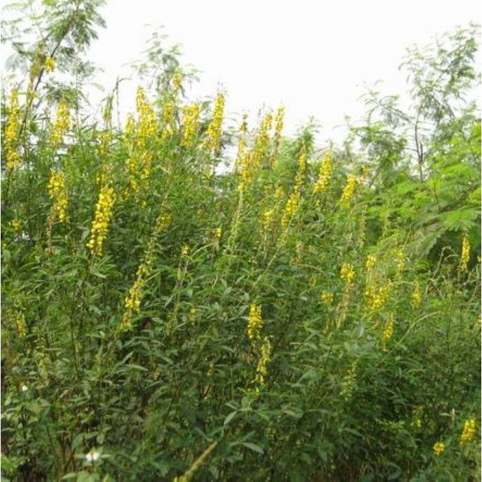 刺槐种子新采黄花槐种子黄槐种子黄金树种子赏花绿化树种子包邮