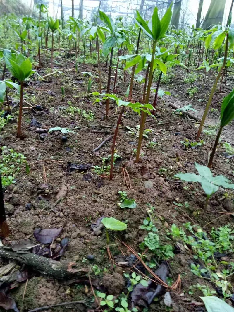 重楼苗 滇(打工3年=种植重楼一亩)
