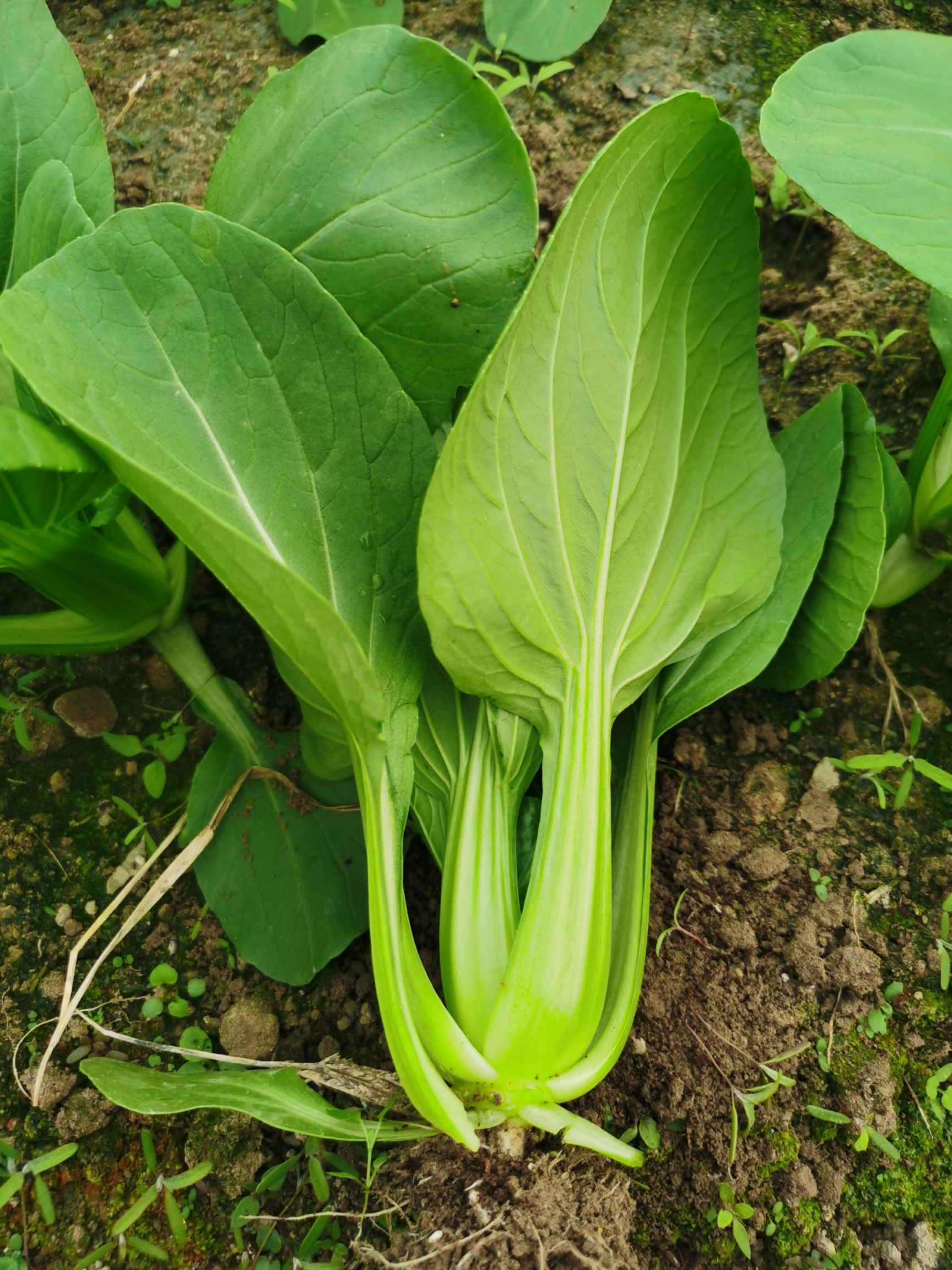 上海青 耐热青梗白菜