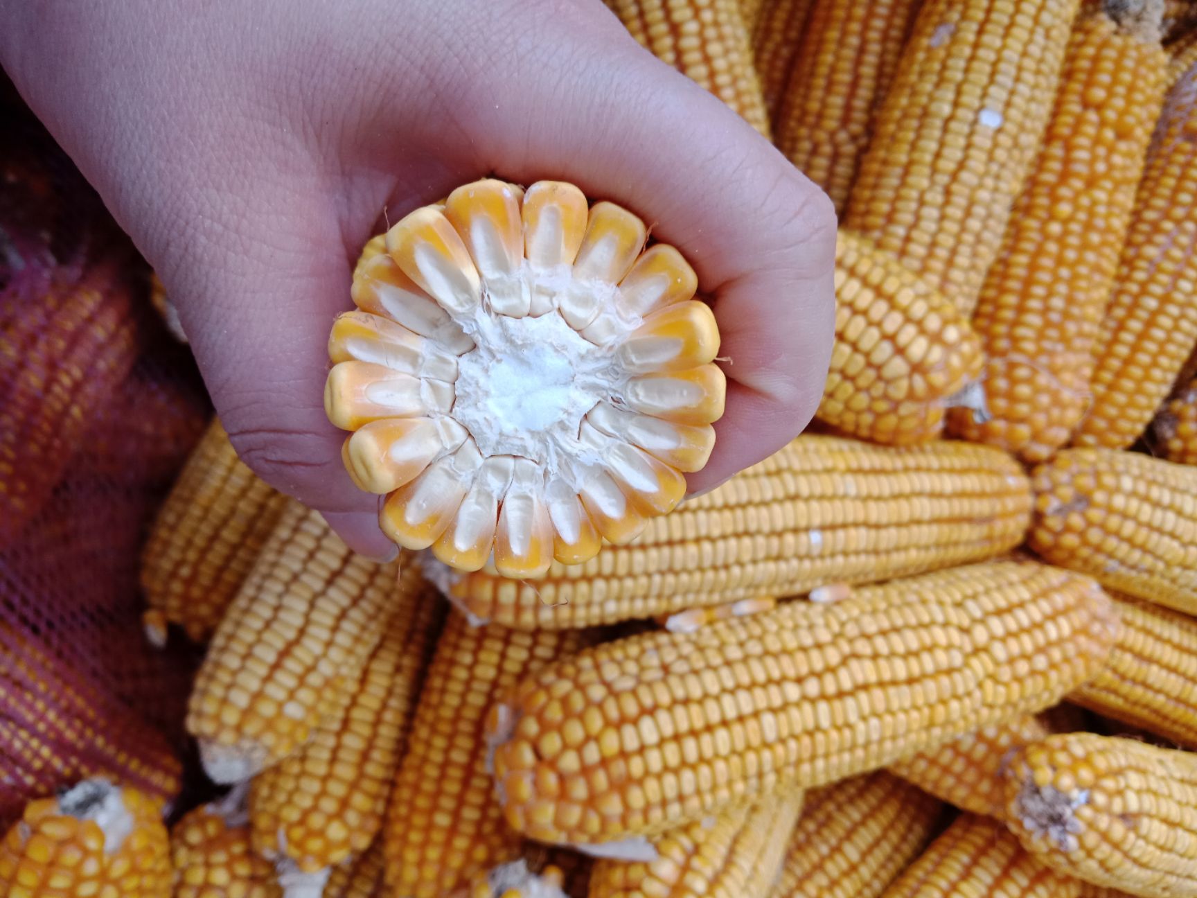 玉米干粮 干玉米棒