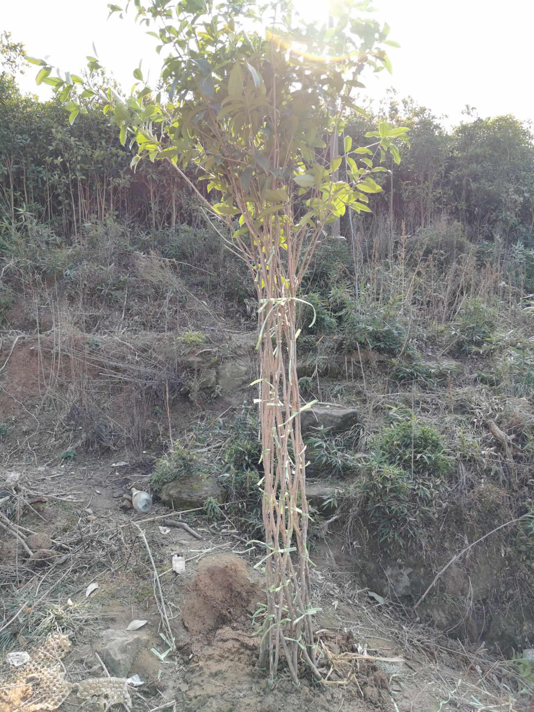 便宜出售八月桂花树苗