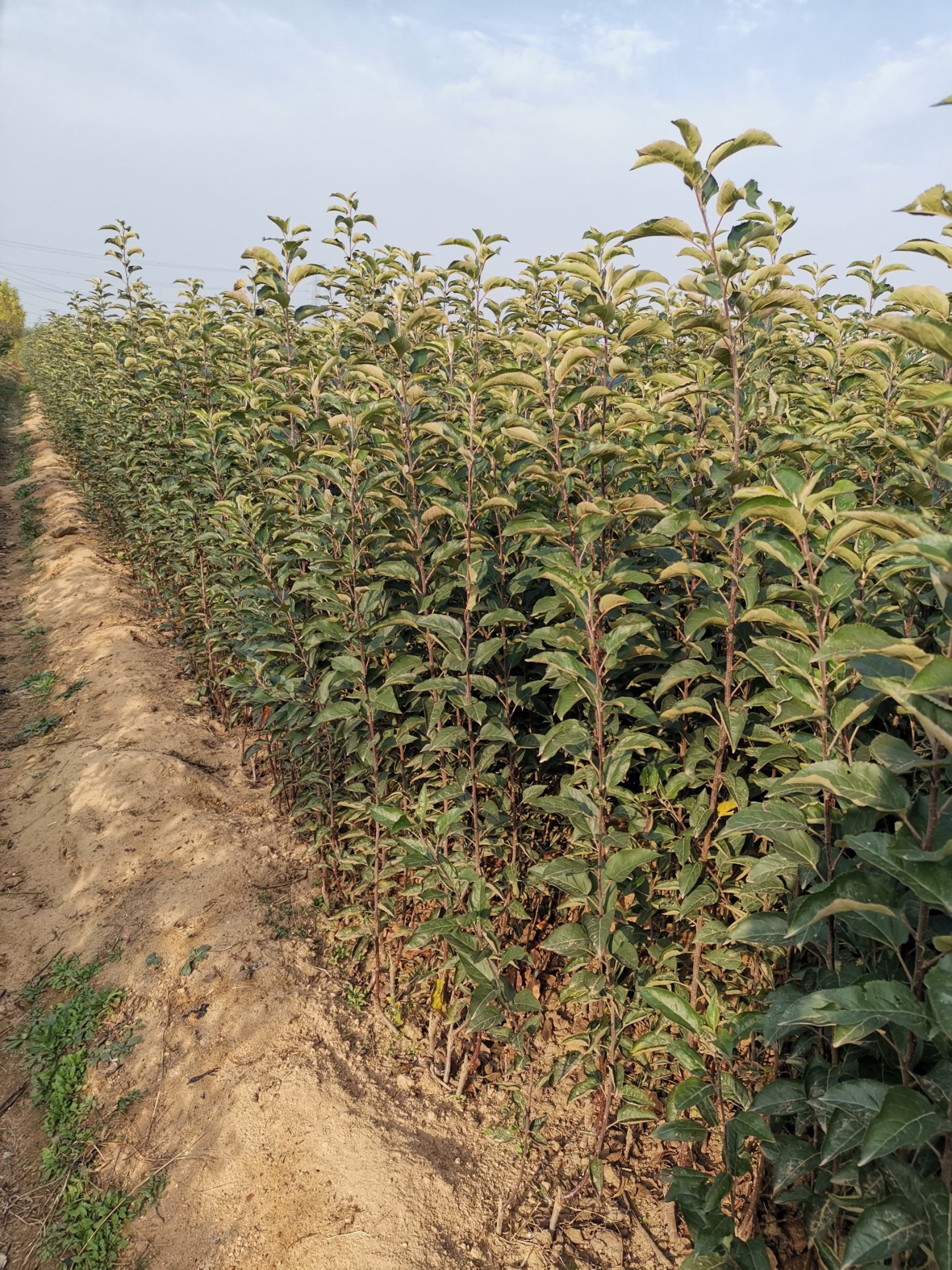 红肉苹果树苗 红肉苹果树苗价格 红肉苹果树苗多少钱一棵