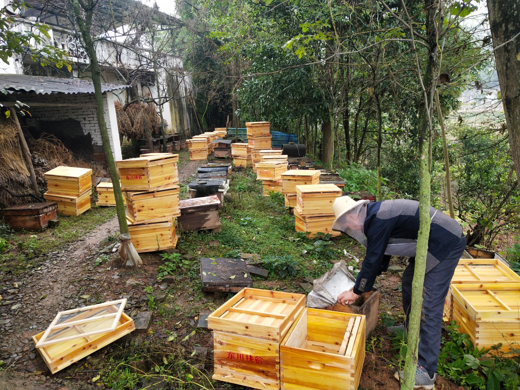成都新津大型中蜂蜜蜂养殖专业合作社,大量销售中蜂 蜜蜂