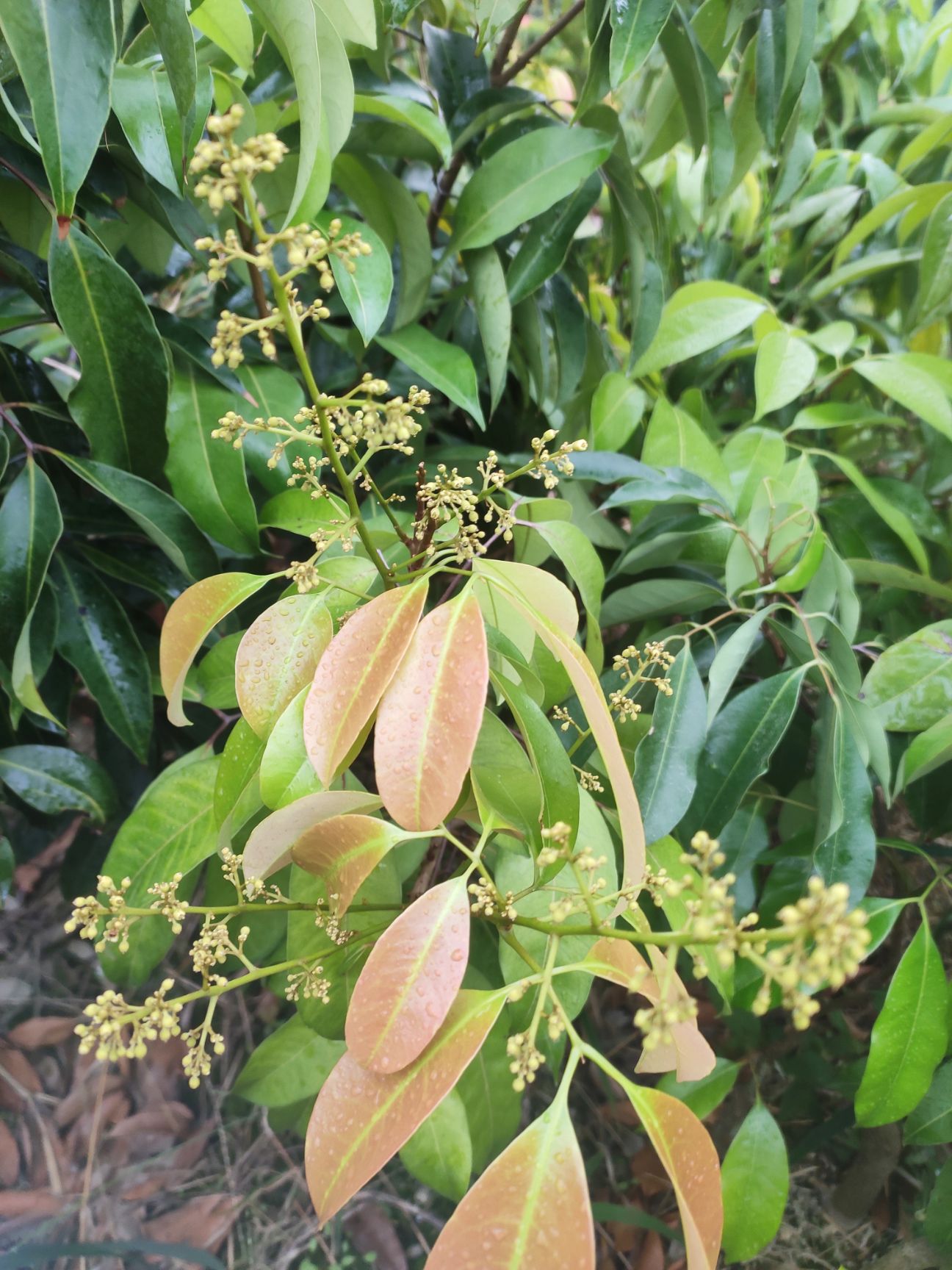 桂味荔枝苗 红蜜荔(冰荔)