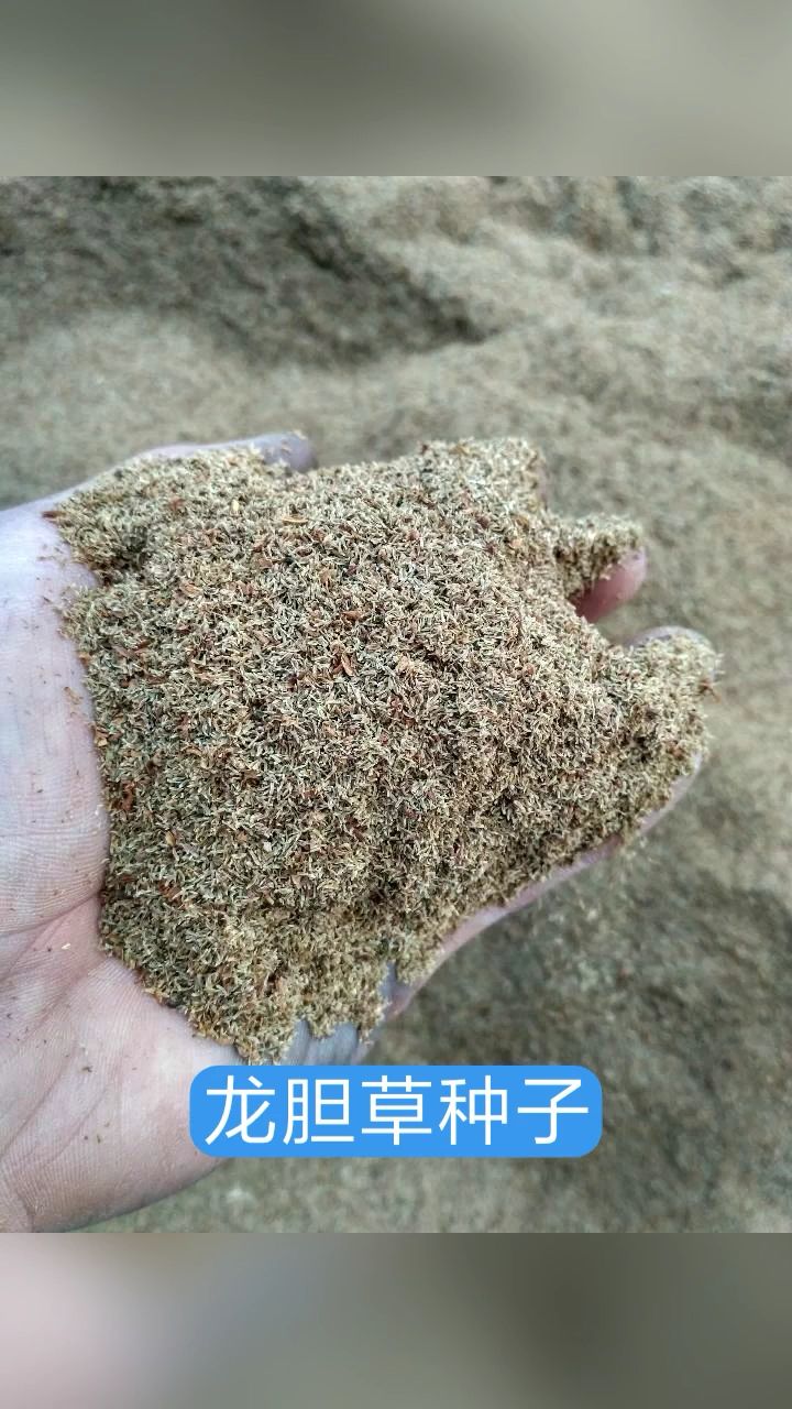 龙胆草种子