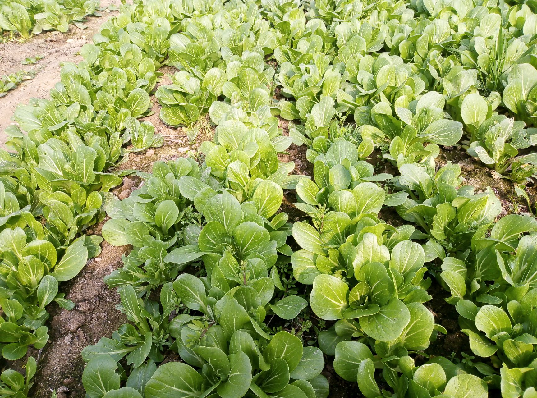 品种名:上海青 品种名:上海青 长度:8cm以下 颜色:浅绿色 种植环境