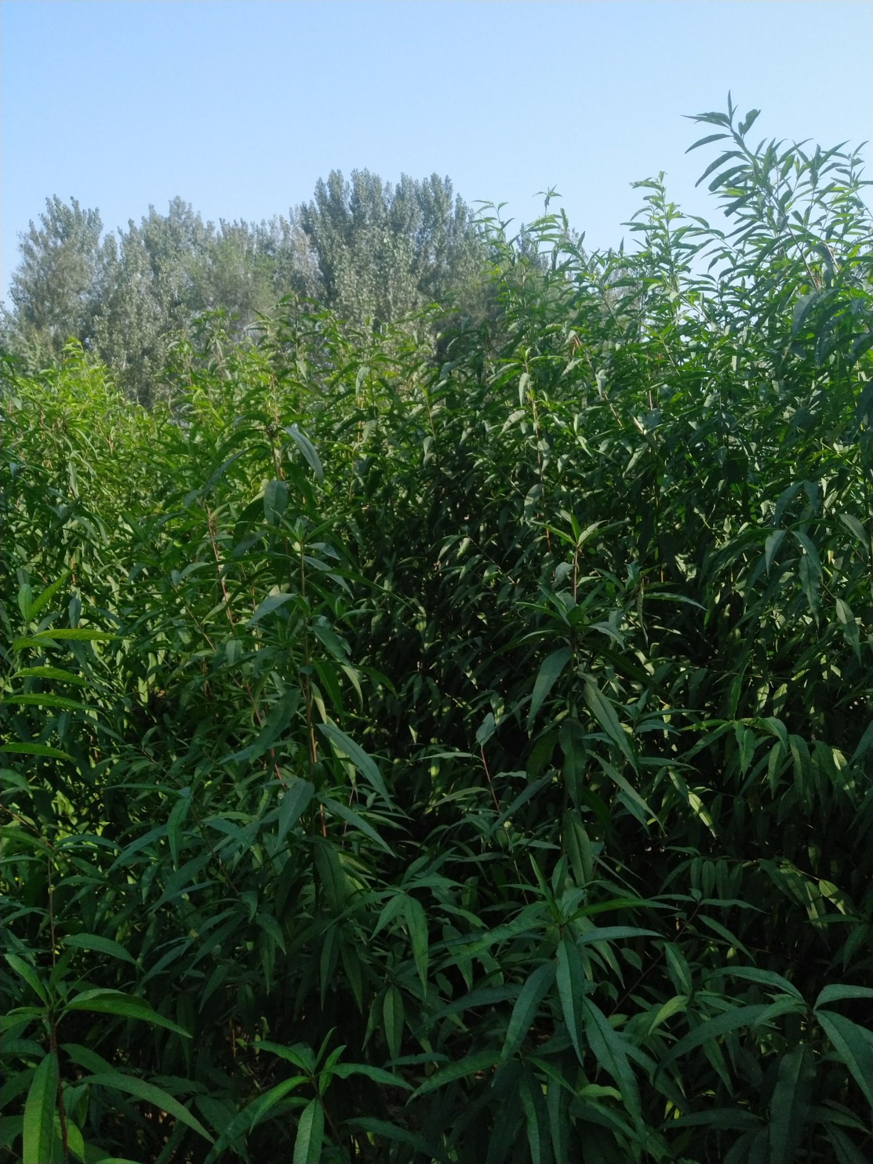 毛桃苗山桃苗桃子树苗