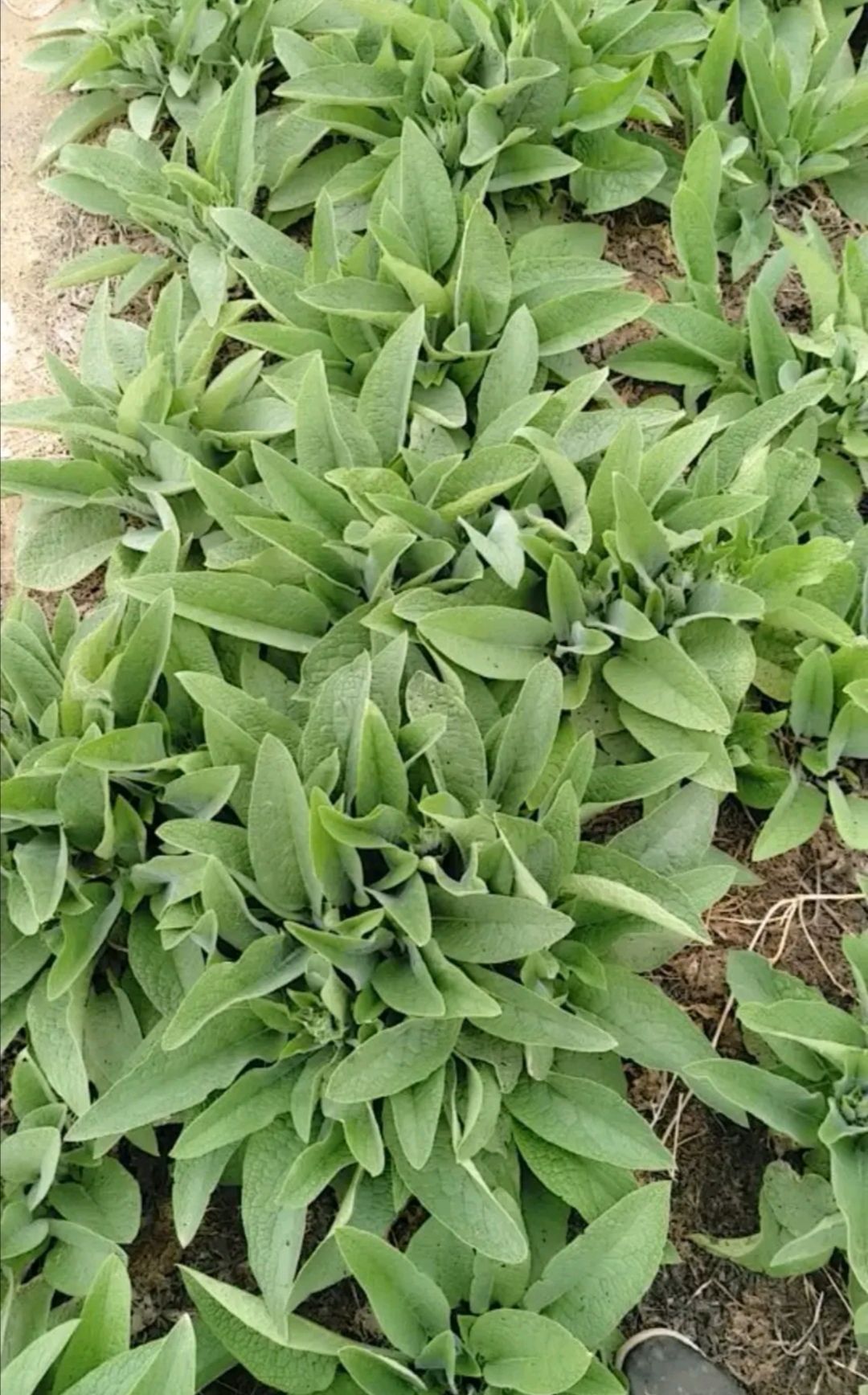 俄罗斯饲料菜种子 种根的牧草,大叶牧草种子