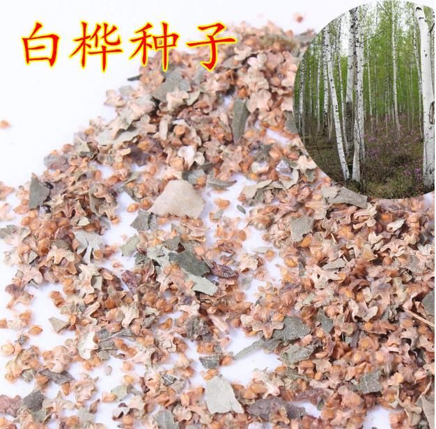 白桦种子 新采白桦树种子 白桦 粉桦 桦皮树种籽 园林绿化行道树种子