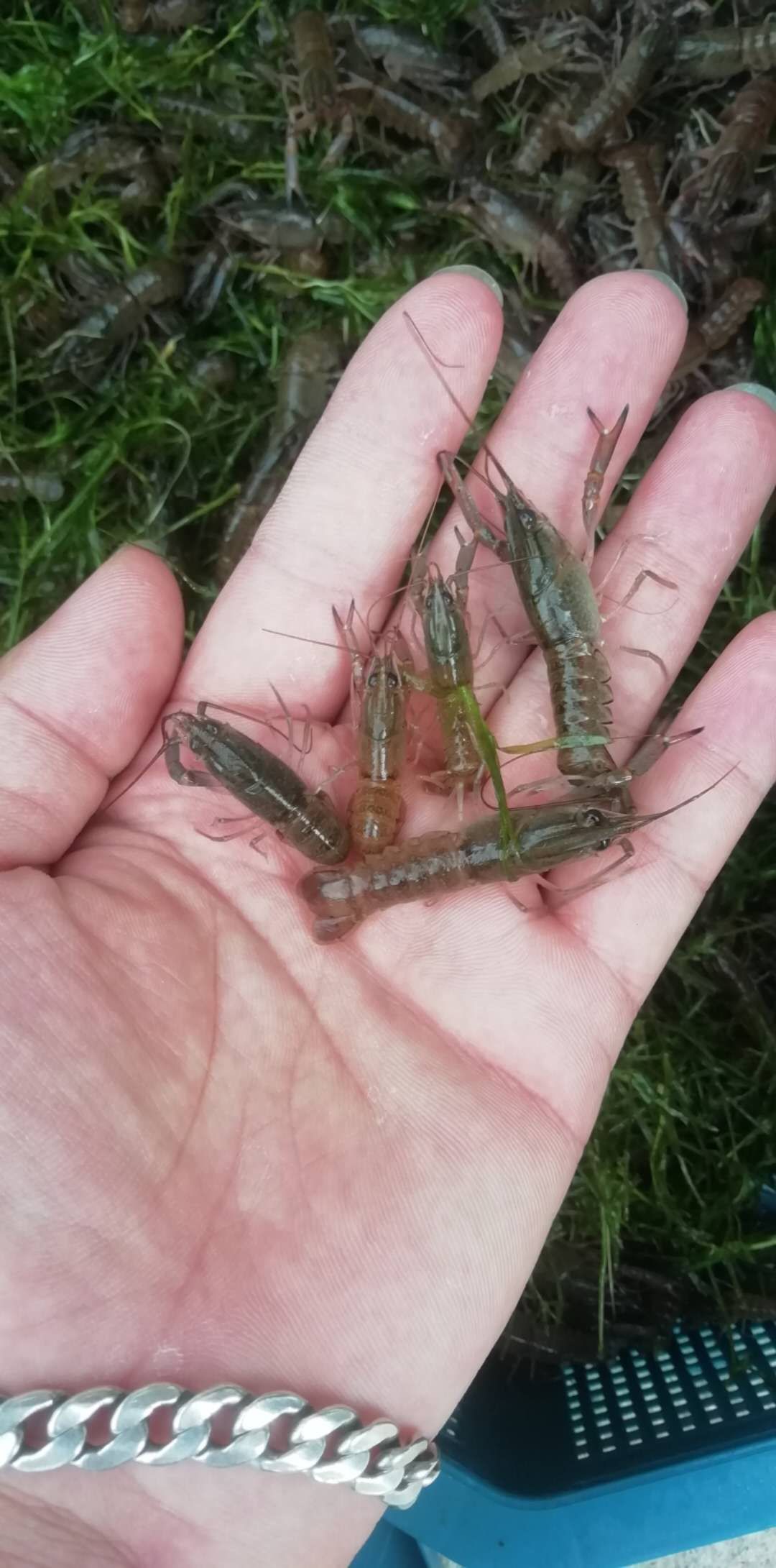 澳洲龙虾苗