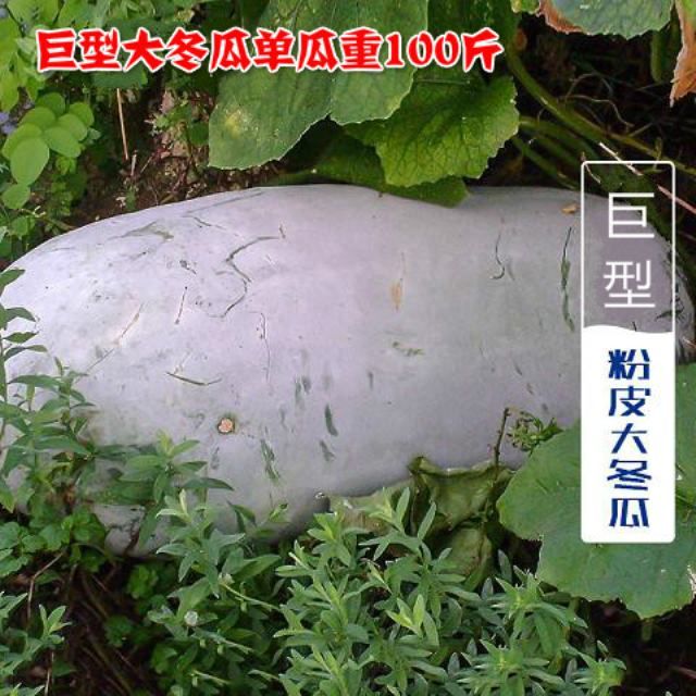【正宗广东黑皮冬瓜种子】特大黑皮大冬瓜种子 超高产 基地专用