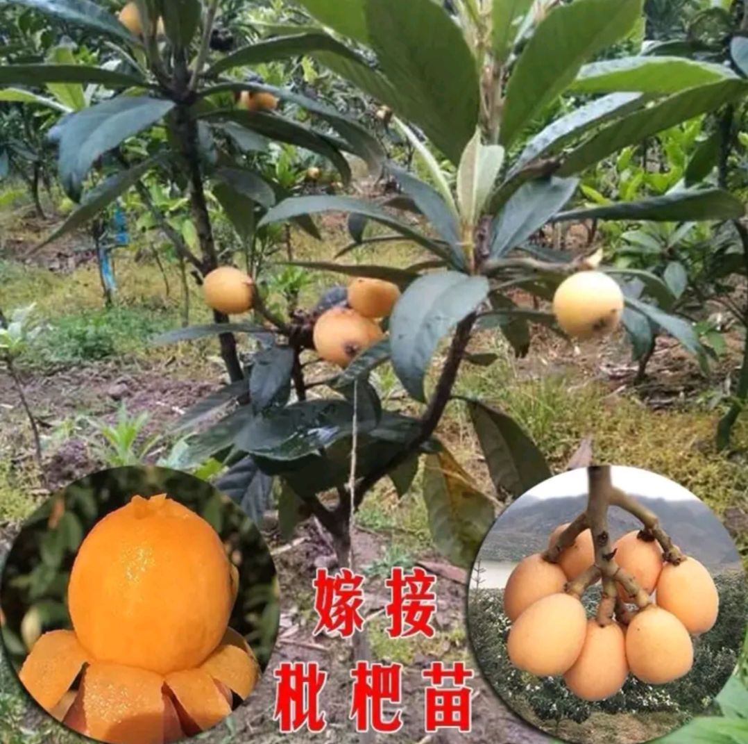 塘栖白沙枇杷树 无核砂糖枇杷苗 优质嫁接苗 无核枇杷