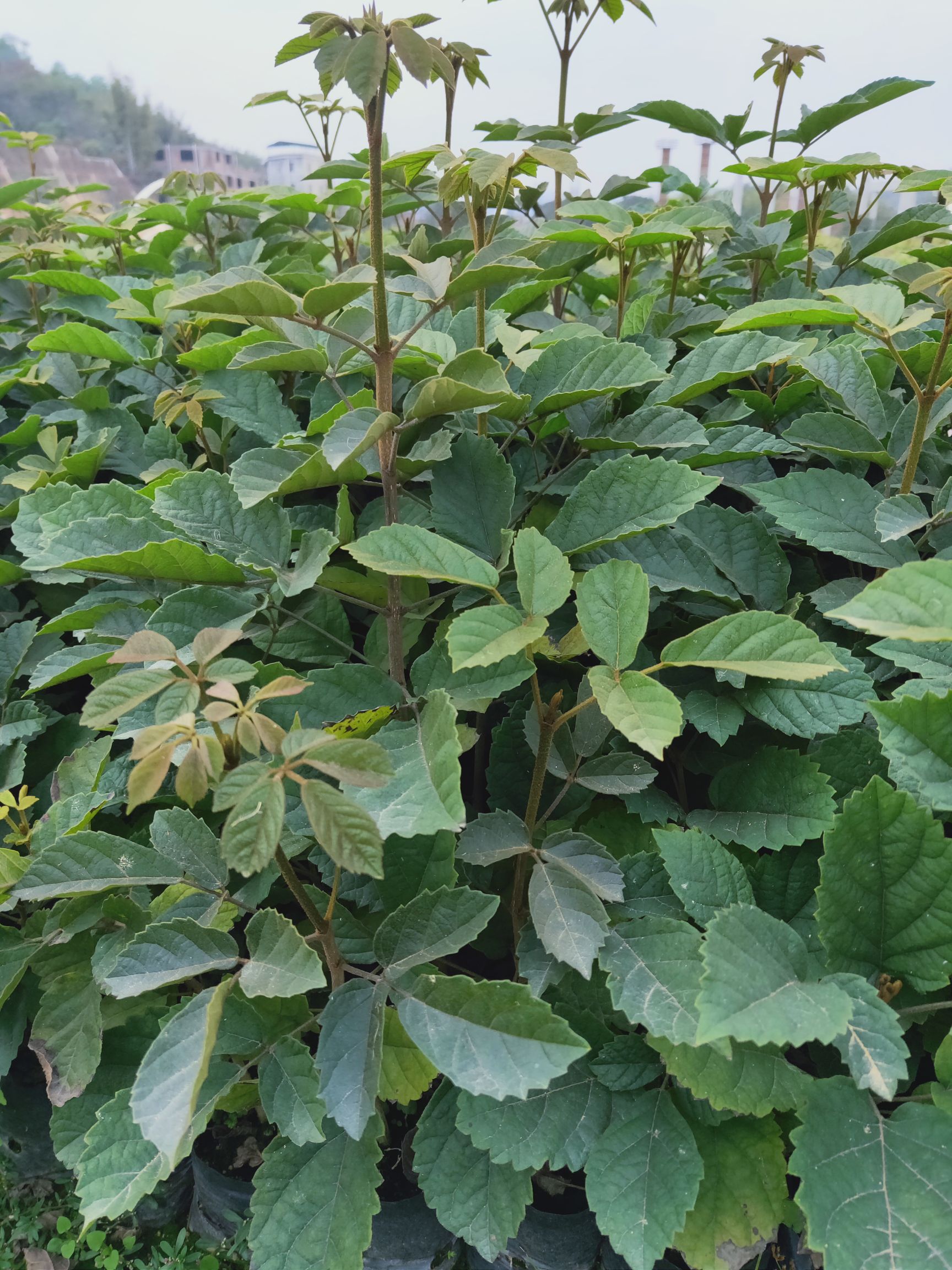 黄花风铃木 黄花枫铃,多花黄花枫铃,枫铃苗