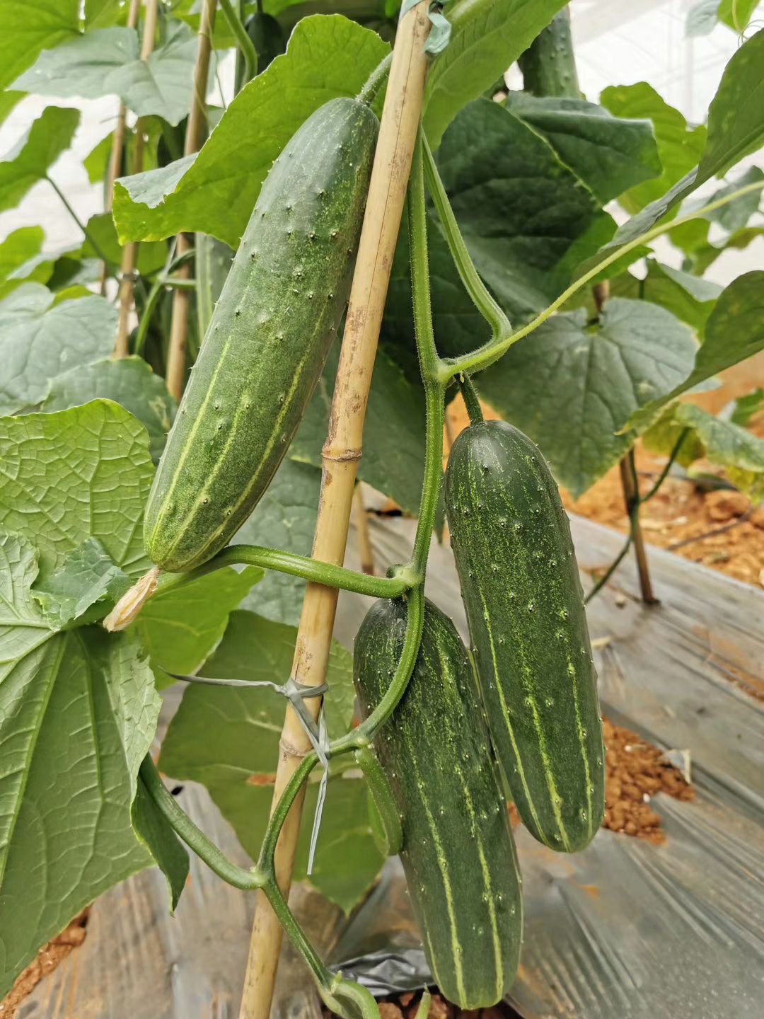 水果黄瓜种子 美好水果型吊瓜黄瓜 产量高 强雌性 节节有瓜 生长旺易