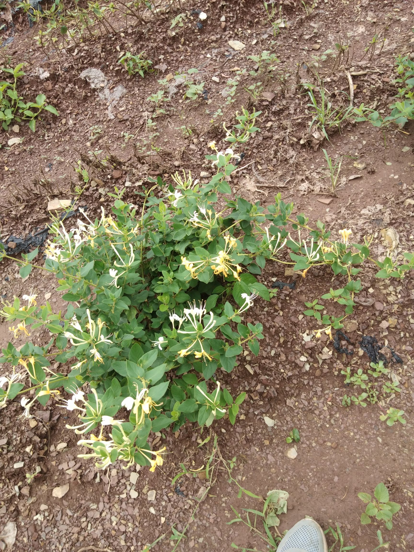 百花一号金银花苗 大量出售金银花苗有:四季金银花苗,北花一号金银花