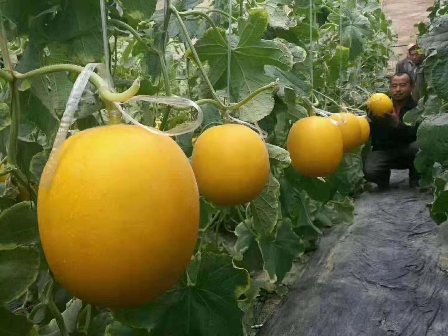 羊角蜜甜瓜 山东省莘县燕店香瓜种植基地,香瓜已大一量上市一件代发