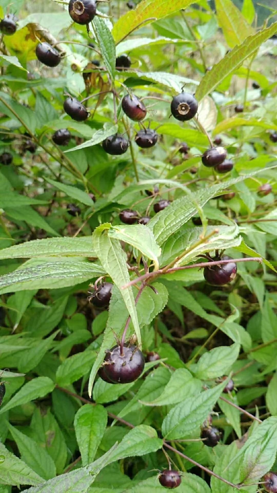 蜘蛛果苗 特色水果紫参果(红果参)