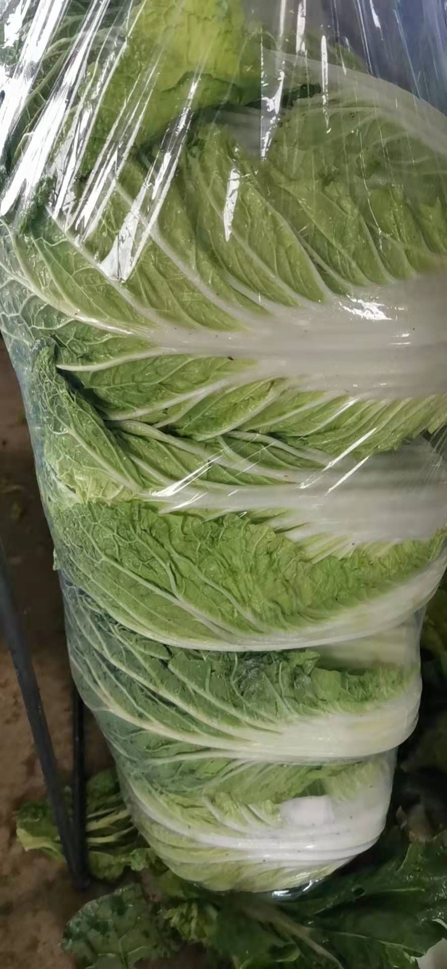 黄心大白菜
