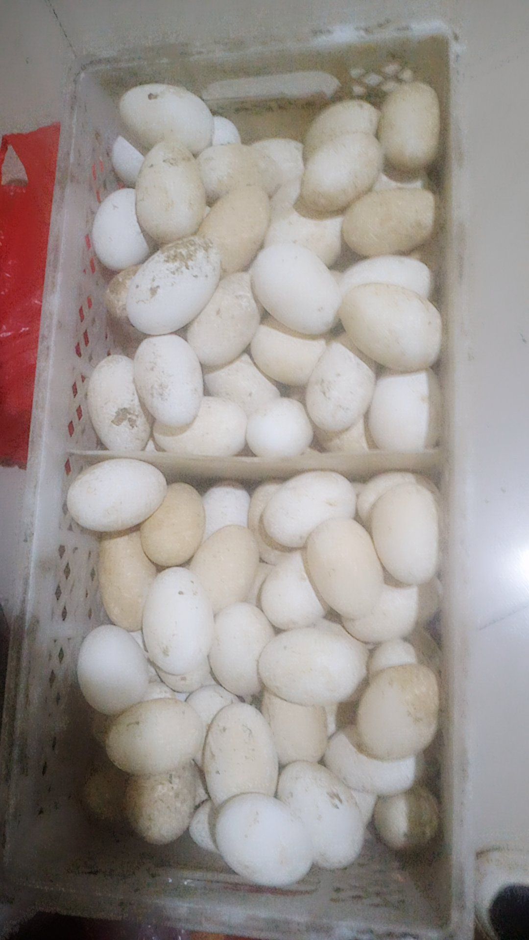 大三花鹅鹅蛋