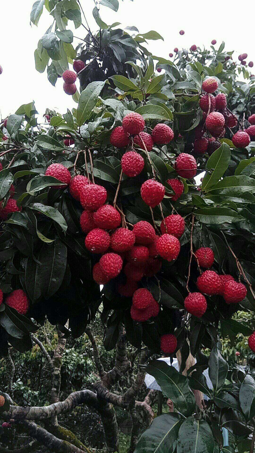 仙进奉荔枝苗