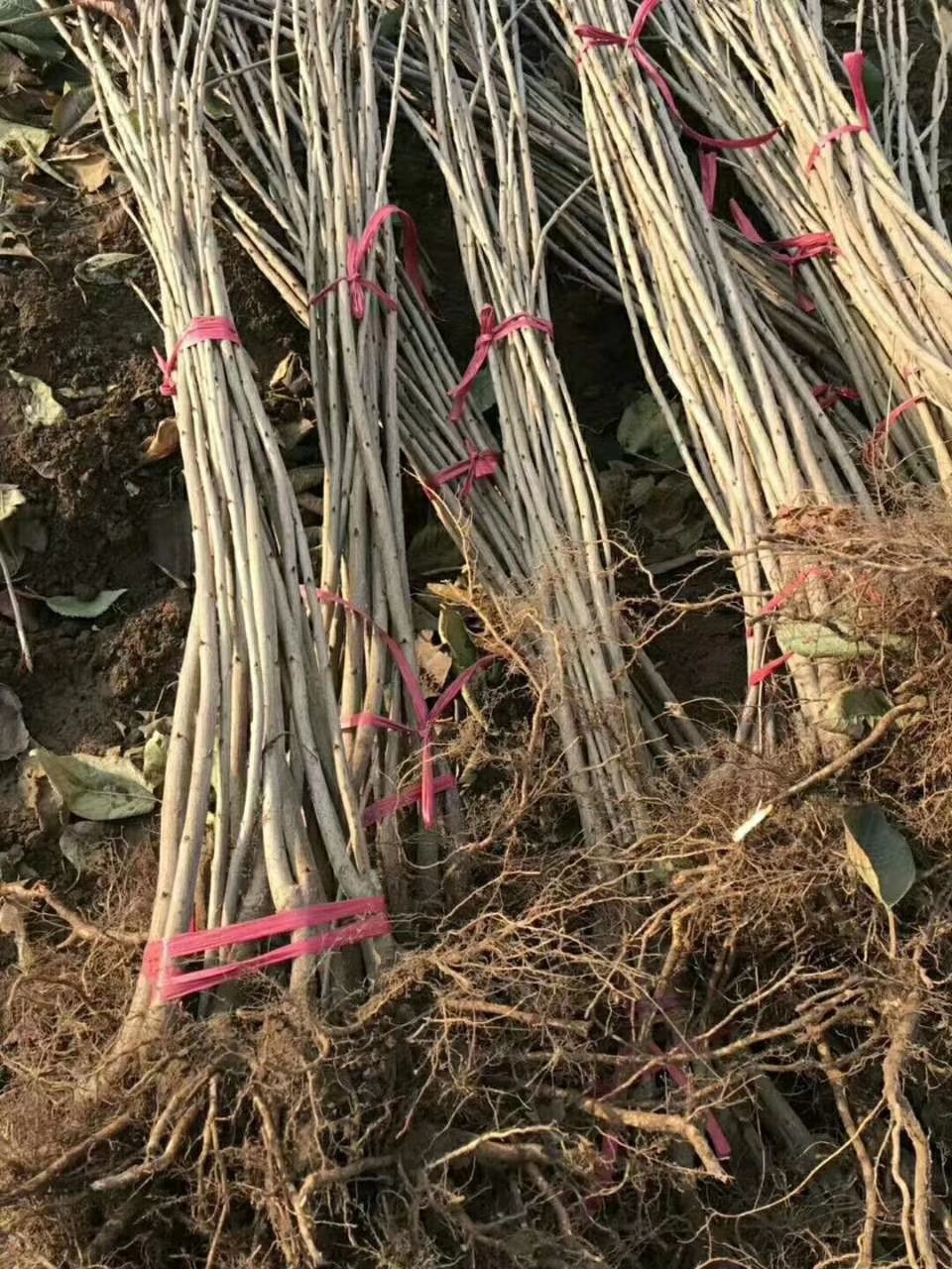 俄罗斯8号樱桃苗 樱桃树苗,嫁接樱桃树苗 俄罗斯八号樱桃树苗基地大量