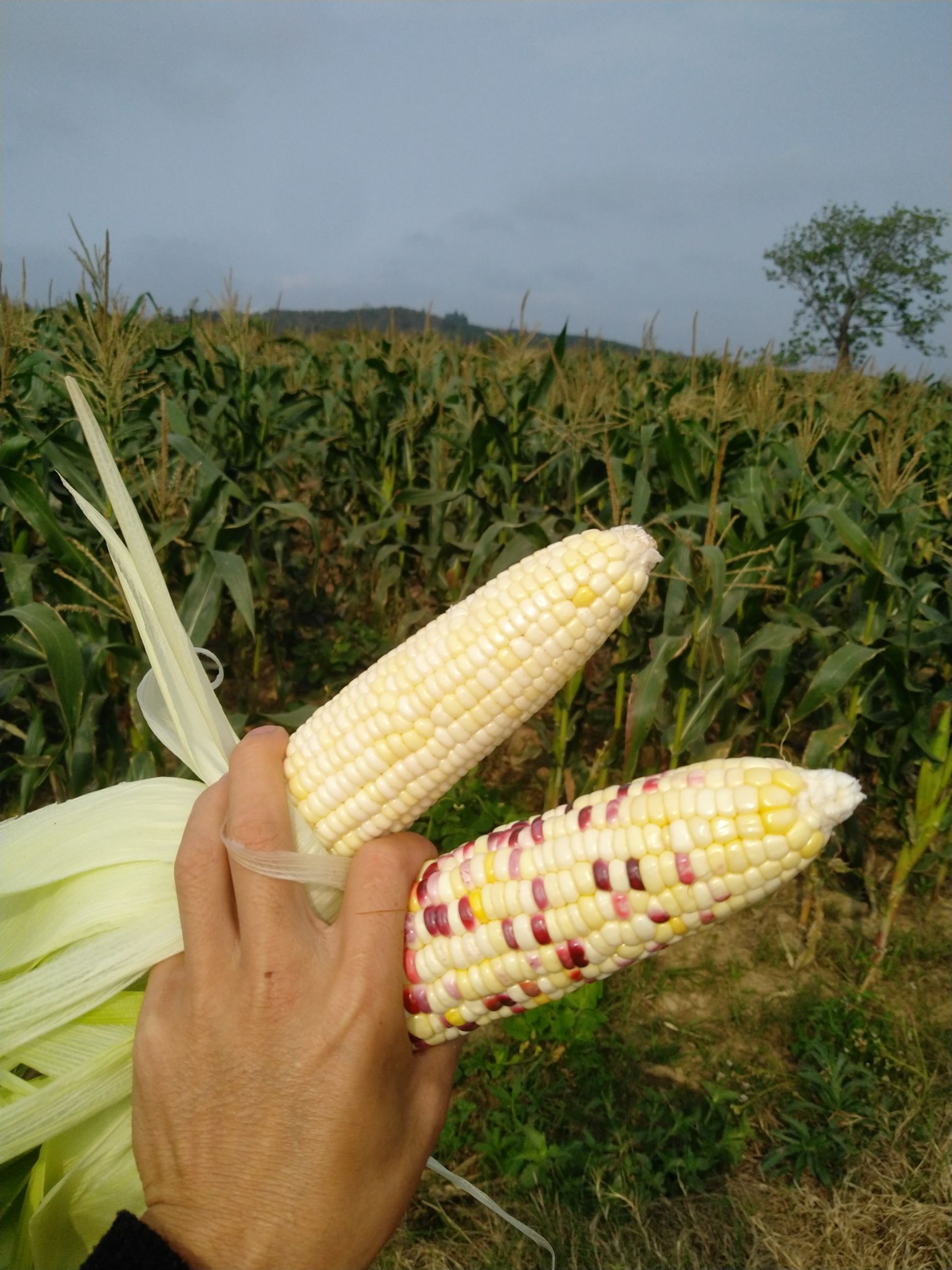 海南鲜玉米白色糯玉米花色甜糯玉米供应批发