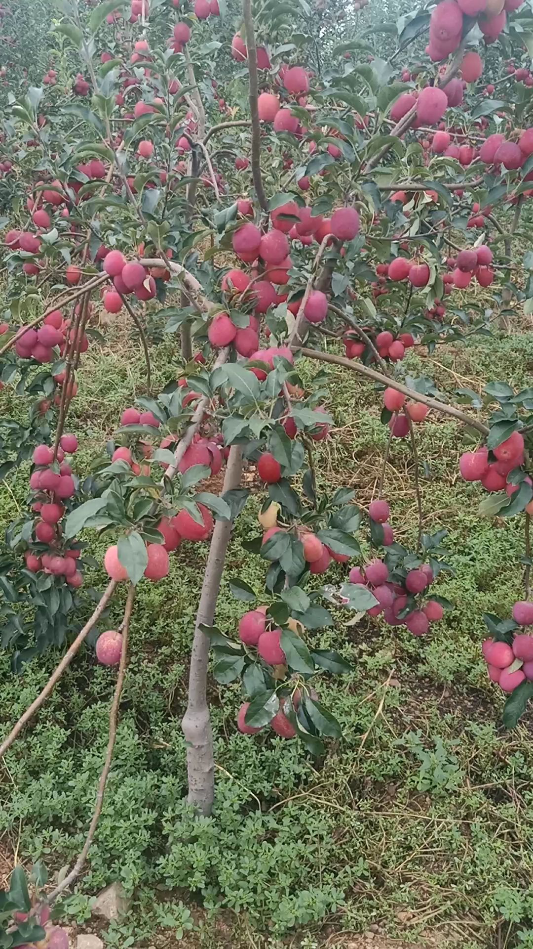 寒富苹果树苗 矮化苹果树.适合南北方种植.